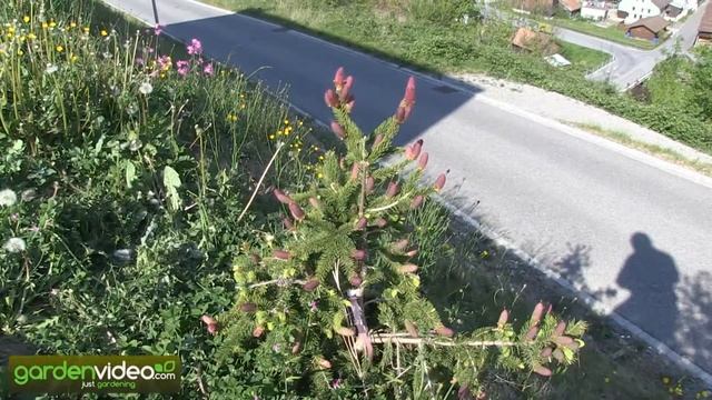 Abies picea acrocona смотреть онлайн