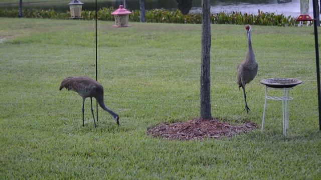 Sandhill Cranes (Nikon D3200 video) Wildlife in Ormond Beach смотреть онлайн