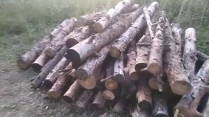 Самодельный трактор! Заготавливаем ДРОВА / Жизнь в деревне