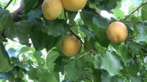 Абрикос со вкусом ананаса. Сорт  Шалах