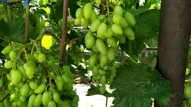 Бананас - виноград с высокой урожайностью 17.07.22. Виноград Теплова Татьяна+380956118435 смотреть онлайн