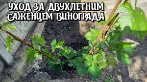 Уход за двухлетним саженцем винограда.