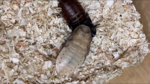 МАДАГАСКАРСКИЕ ШИПЯЩИЕ ТАРАКАНЫ УХОД И СОДЕРЖАНИЕ