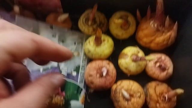 Распаковка, осмотр гладиолусы из Максидома (Мон Амур, Северное небо, Кингстон Фриззл) смотреть онлайн