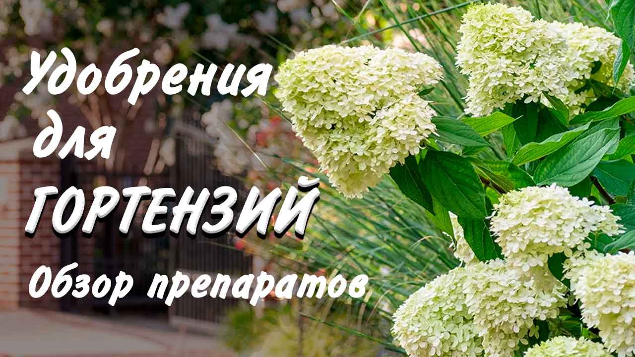 Удобрения для гортензий. Обзор препаратов