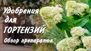 Удобрения для гортензий. Обзор препаратов