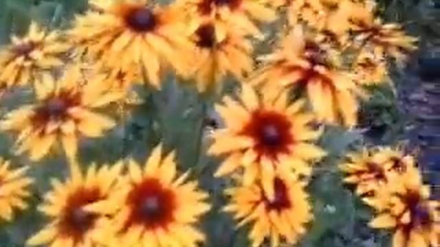 Рудбекия - солнышко в саду смотреть онлайн