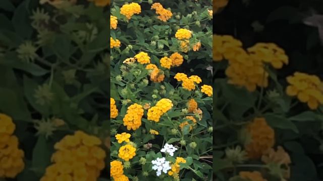 Летние деньки, настроение