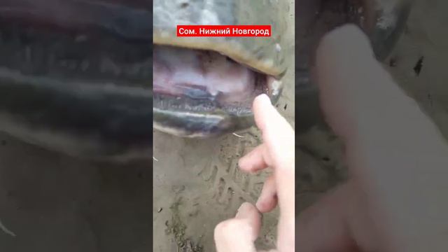 Сом г. Нижний Новгород #fishing #рыбалка #спиннинг #рыбалканижнийновгород смотреть онлайн