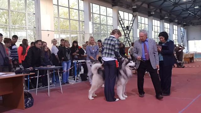 21 сентября Золотая Осень Маламуты кобели открытый смотреть онлайн