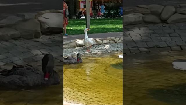 Йога-гусь на пруду в парке г. Мелитополь смотреть онлайн
