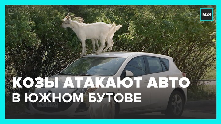 Козы нападают на машины в Южном Бутове - Москва 24 смотреть онлайн