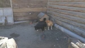 Вязка дворовой собаки Каштанки