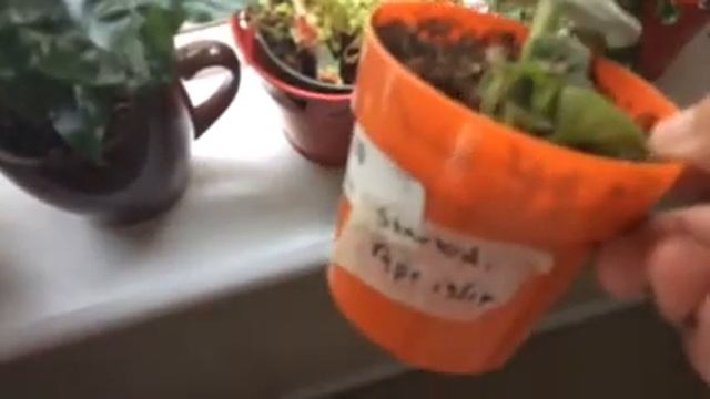 My indoor plant/fairy gardens смотреть онлайн