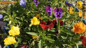 Шикарная виола. Выращивание из семян, посадка и уход. Полезные советы в рубрике "Дачный визит".