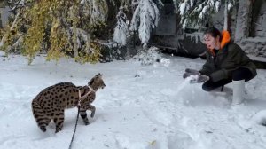Сервал на прогулке в снегу ❄️ сервал рычит 🐆 serval attack