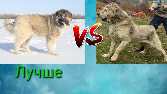 Кавказская овчарка vs Кавказский волкодав / Caucasian Shepherd Dog vs Caucasian Wolfhound смотреть онлайн