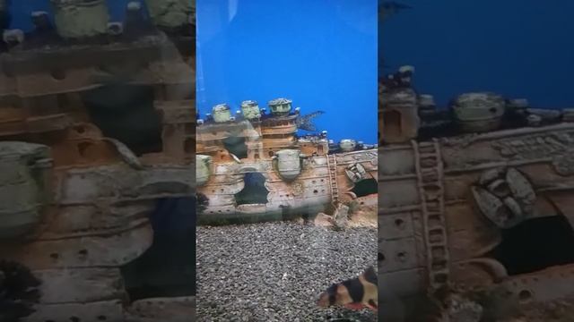 аквариум.милые рыбки смотреть онлайн