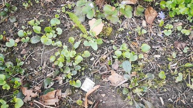 Dereskert Hepatica magoncok смотреть онлайн