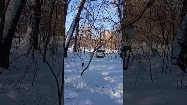 Живой мир. Добрый след. Приют на Московском. Тольятти. смотреть онлайн