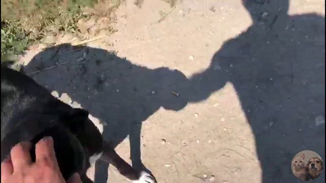 VLOG| Боцманята| Щенки| Приют Дружок Липецк| Puppies| Druzhok Shelter Lipetsk| смотреть онлайн