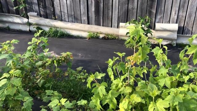 Клубничка начала созревать,в теплице наливаются помидорки и огурцы смотреть онлайн