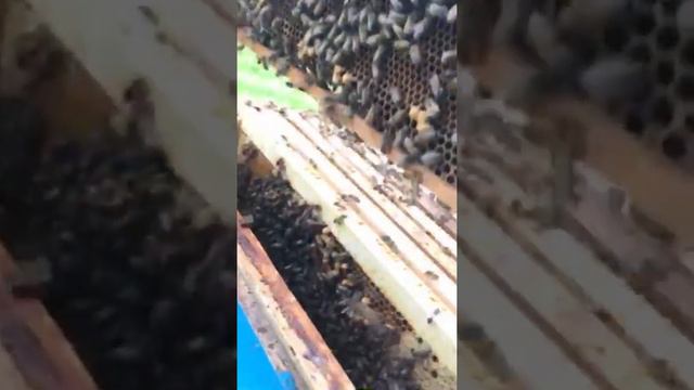 Вывод маток 🐝 смотреть онлайн