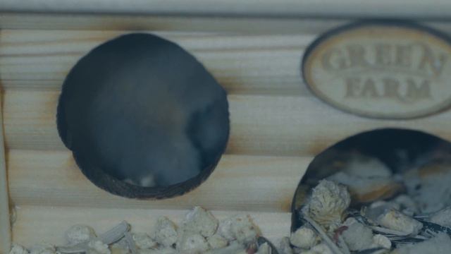 Хомяки сирийские Syrian hamsters серия малыши. смотреть онлайн