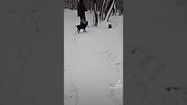 наша Ада выросла немного 🐶 Кане Корсо смотреть онлайн