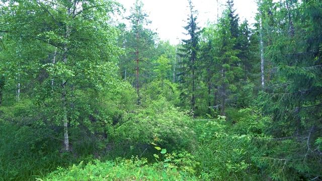 Волшебные Звуки Природы, В Весеннем Лесу. Музыка Для Медитации. Пение Птиц И Звуки Насекомых ASMR. смотреть онлайн
