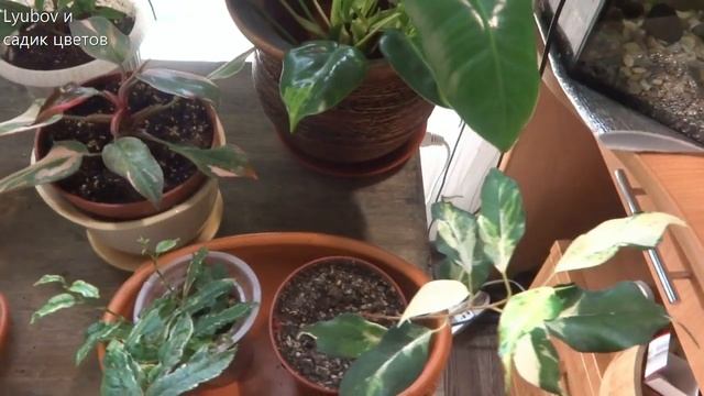 Комнатные цветы/растения. Обзор домашнего садика лето 2019. Спальня. смотреть онлайн