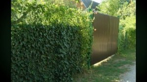 Забор из сетки рабицы. ЧЕМ ЗАКРЫТЬ ЗАБОР ИЗ СЕТКИ РАБИЦЫ