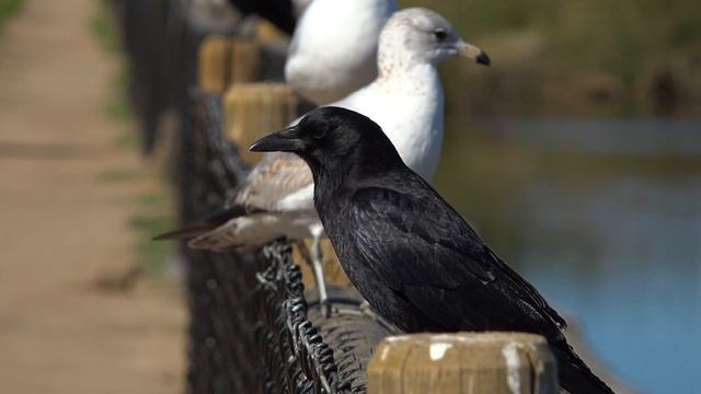 Kaway Aane Wala Waqt Dekh Sakte | Crow in Islam | Crow Are Jinn смотреть онлайн