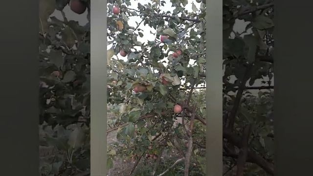 Яблоня, сорт Спартан смотреть онлайн