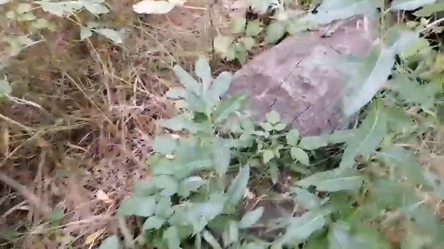 Бобр лесоруб смотреть онлайн