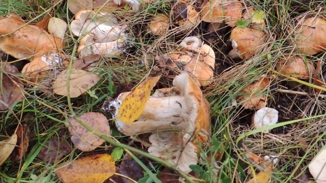 Искусство и Талантливость