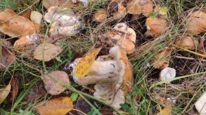 Грибы подтопольники.Такой ряд вы наверное не видели.