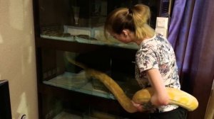 Гигантские змеи (сетчатый питон альбино)