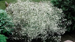 ✓ДОЛГОЦВЕТУЩИЕ МНОГОЛЕТНИКИ ДЛЯ САДА. ЧАСТЬ 2.✓