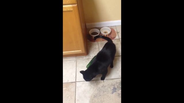 Hilarious Cats Get Scared Of Cucumber ? | Funny Cat Trending ??