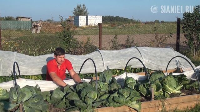 Как легко увеличить урожай капусты смотреть онлайн