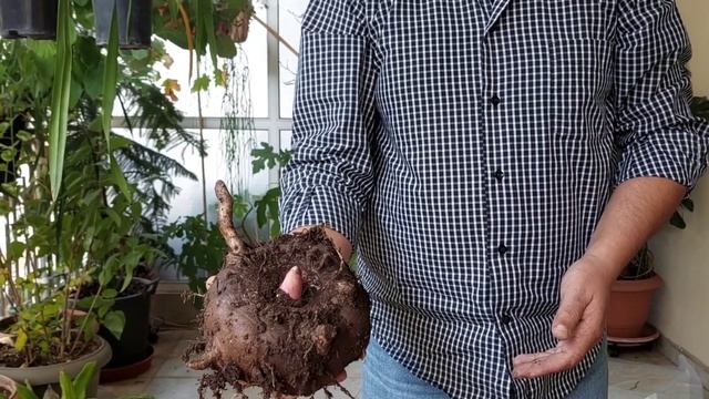 Выкапываем Аморфофаллус- Amorphophallus konjac-Сколько Весит Клубень?Ссылки под Видео смотреть онлайн