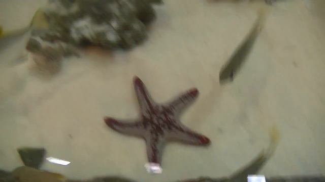 Дельфиния Новосибирск ч.2 (The Delfinija Novosibirsk) смотреть онлайн