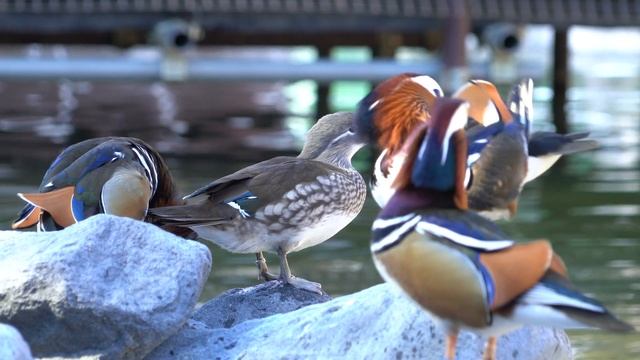 Mandarin Duck 鴛鴦@ Kakegawa Kachouen смотреть онлайн