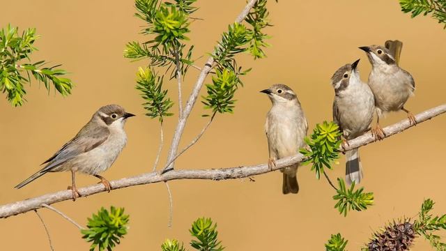 Восхитительный баттл Соловей vs Жаворонок Звуки природы Пение птиц.mp4 смотреть онлайн
