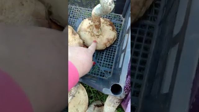 Грибы в Самарской области, Мало-Малышевский лес. 19.07.2023 смотреть онлайн