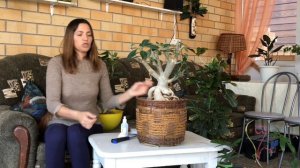 АДЕНИУМ ОБРЕЗКА ФОРМИРУЕМ КРОНУ 4К