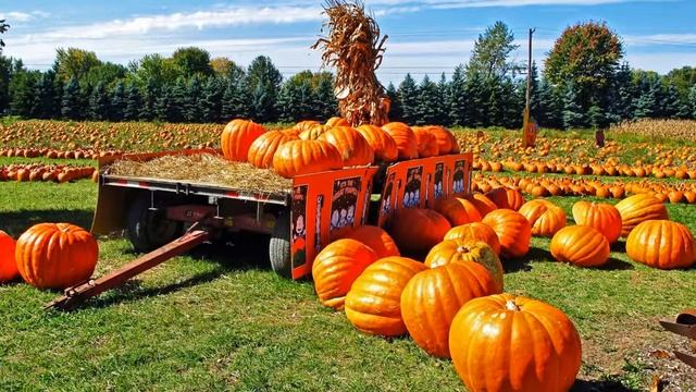Выращивание тыквы смотреть онлайн