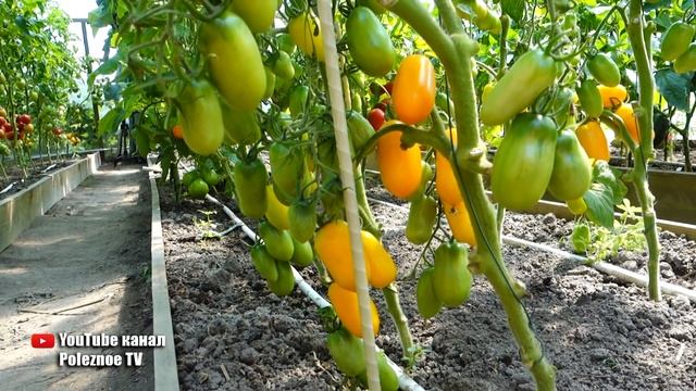 ЭТОТ ГИБРИД ТОМАТОВ ПРОСТО ЗАВАЛИВАЕТ УРОЖАЕМ БЕЗ ОСОБОГО УХОДА смотреть онлайн