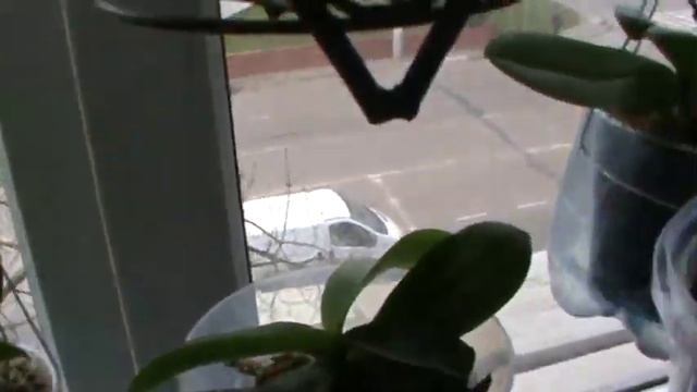 Не цветут фаленопсисы? Условия для зацветания в моей квартире. смотреть онлайн